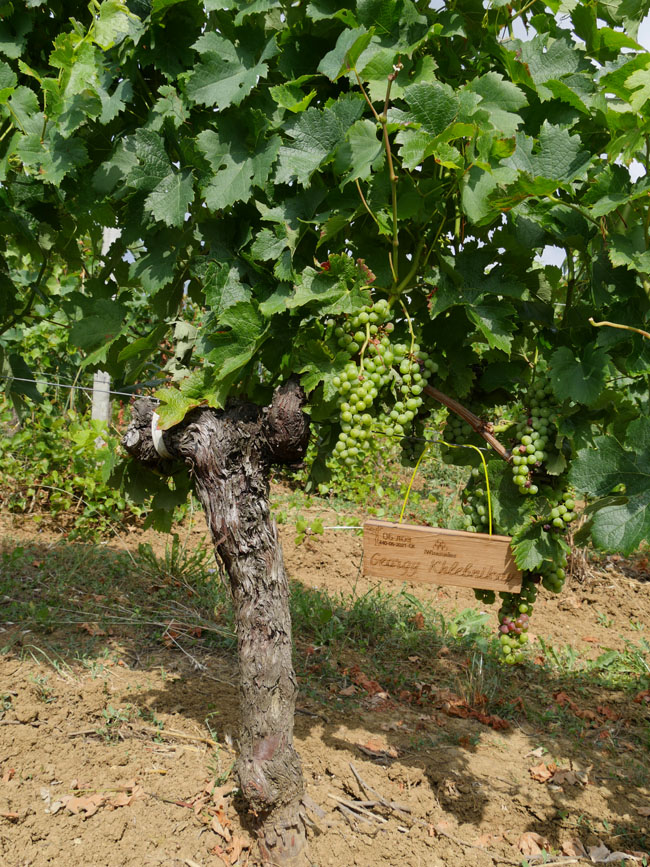 Виноградник на урожай